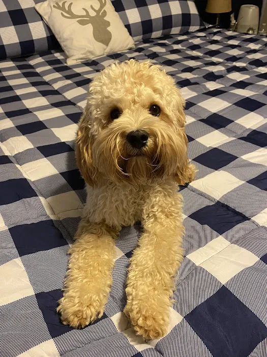 North Stewart Veterinary Clinic Picture 9