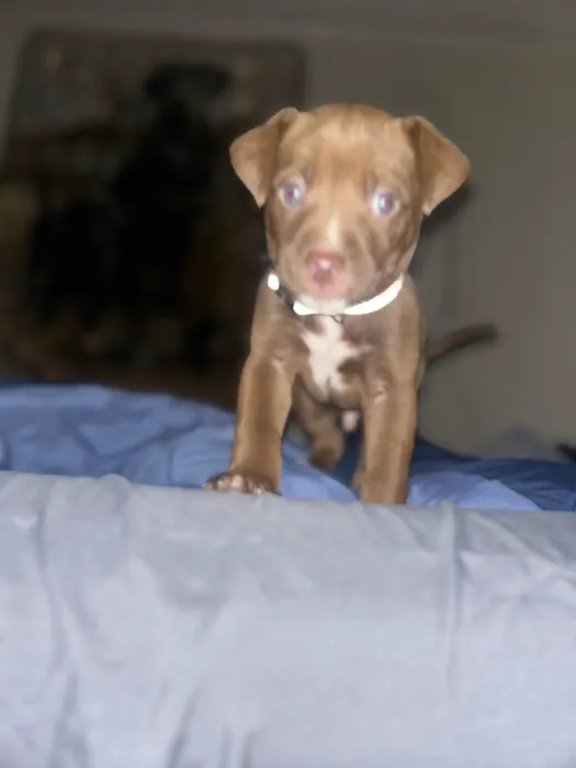 Gibson County Animal Clinic Picture 3