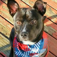 Gibson County Animal Clinic ico