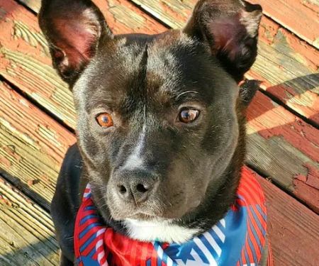 Gibson County Animal Clinic