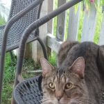 Three Way Animal Clinic