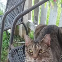 Three Way Animal Clinic ico