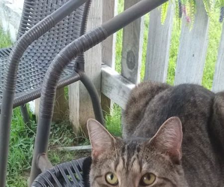 Three Way Animal Clinic