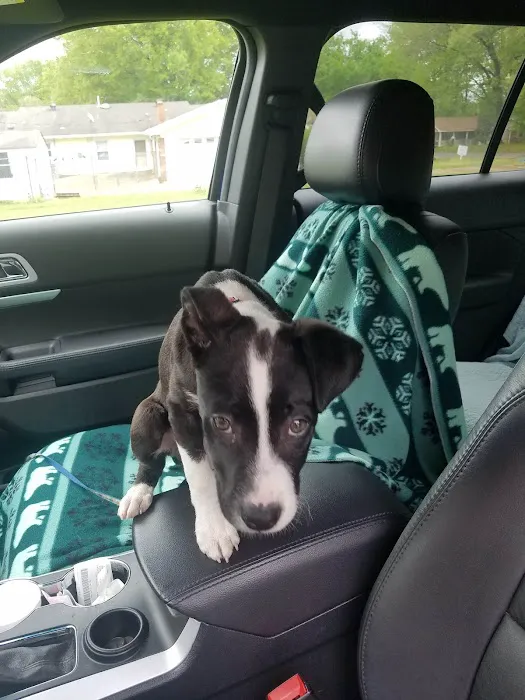 Three Way Animal Clinic Picture 4