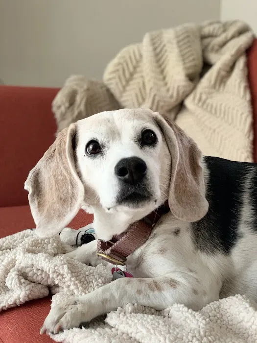 Northside Animal Clinic Picture 1