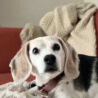 Northside Animal Clinic ico