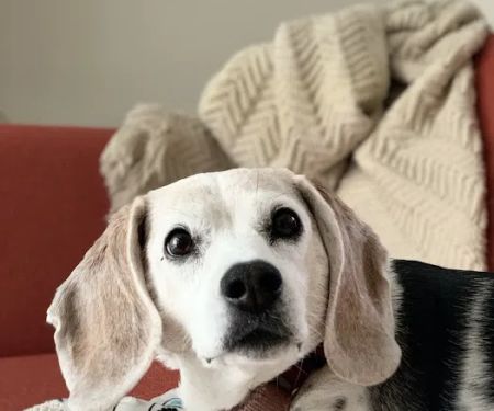 Northside Animal Clinic