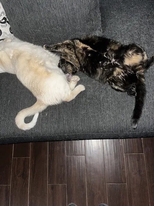 Northside Animal Clinic Picture 2