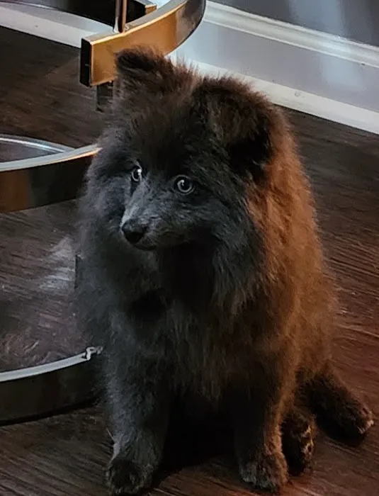 Northside Animal Clinic Picture 7