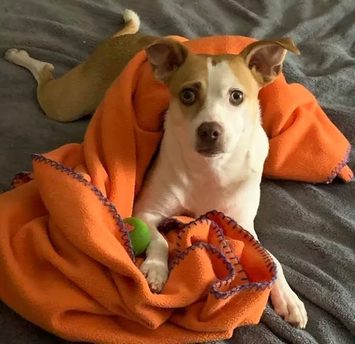 Northside Animal Clinic Picture 5