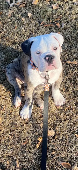 Northside Animal Clinic Picture 6