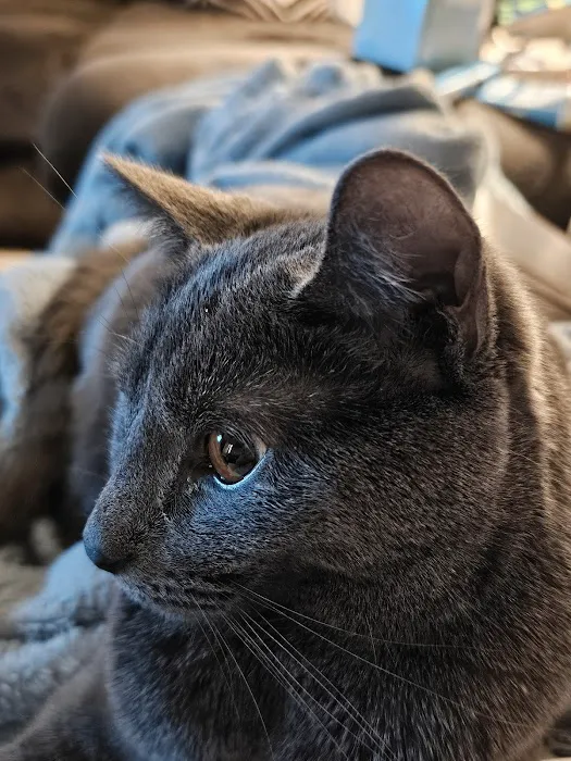 Northside Animal Clinic Picture 9