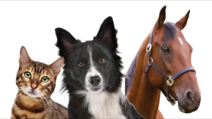 Deming Veterinary Services Picture 2