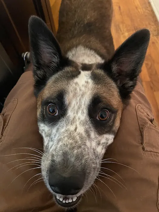 Deming Veterinary Services Picture 6