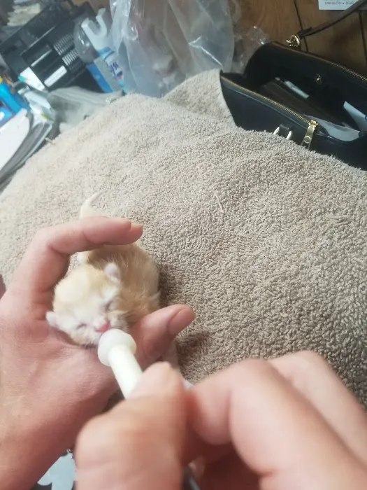 Deming Veterinary Services Picture 5