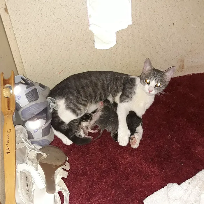 Jackson Pet Emergency Clinic Picture 1