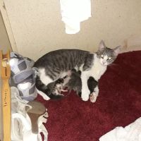 Jackson Pet Emergency Clinic ico