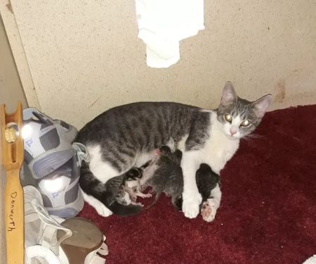 Jackson Pet Emergency Clinic