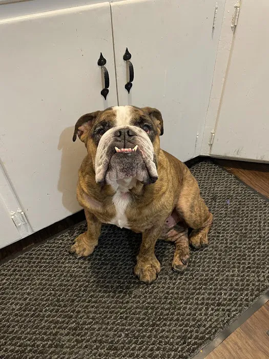 Jackson Pet Emergency Clinic Picture 6