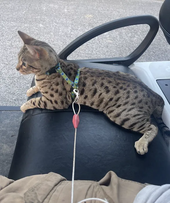 Jackson Pet Emergency Clinic Picture 7