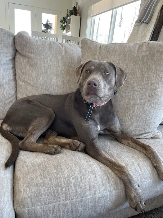 Jackson Pet Emergency Clinic Picture 4