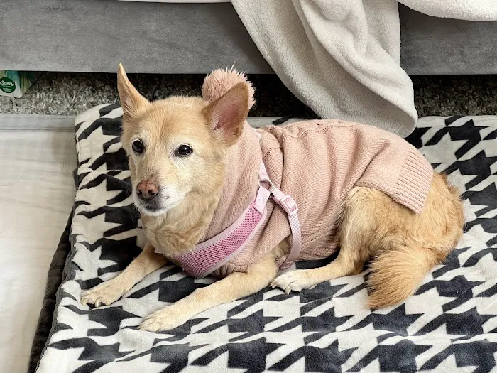 Jackson Pet Emergency Clinic Picture 3