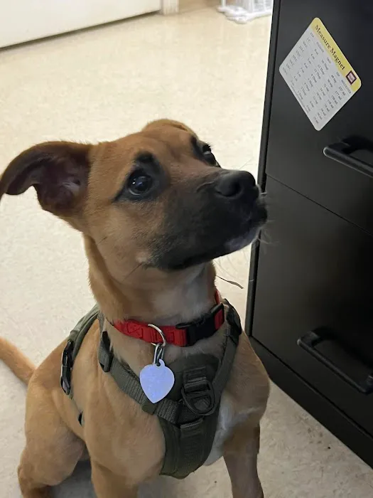 Jackson Pet Emergency Clinic Picture 10