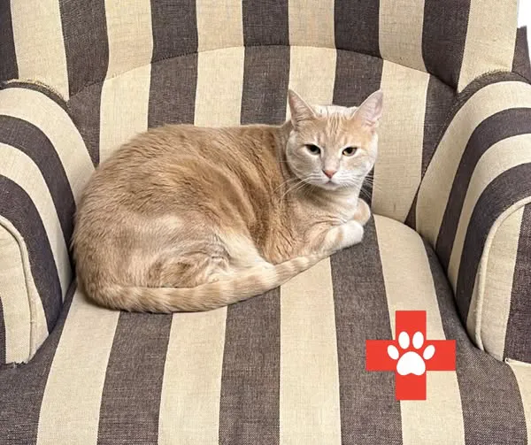 Jackson Pet Emergency Clinic Picture 8