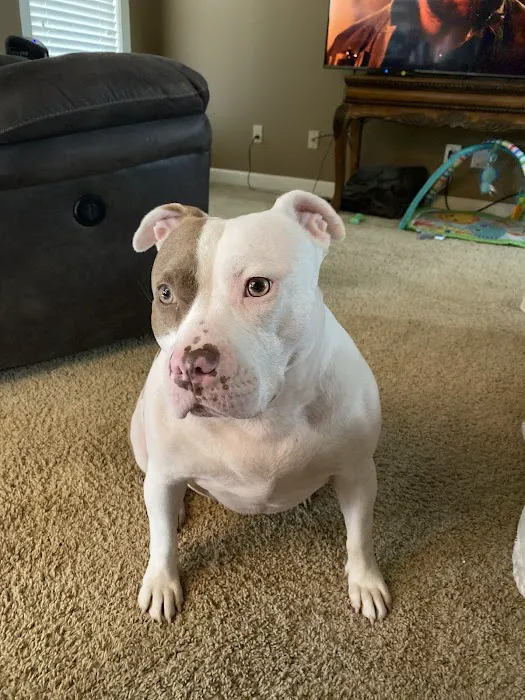 North Madison Animal Hospital Picture 4