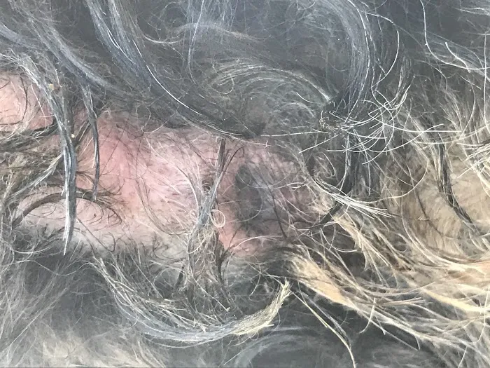 Pet Wellness Clinic, Inc. Picture 4