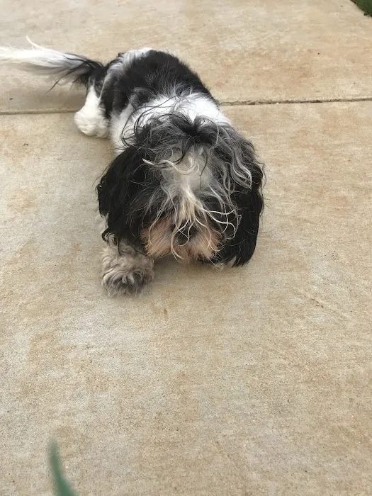 Pet Wellness Clinic, Inc. Picture 2