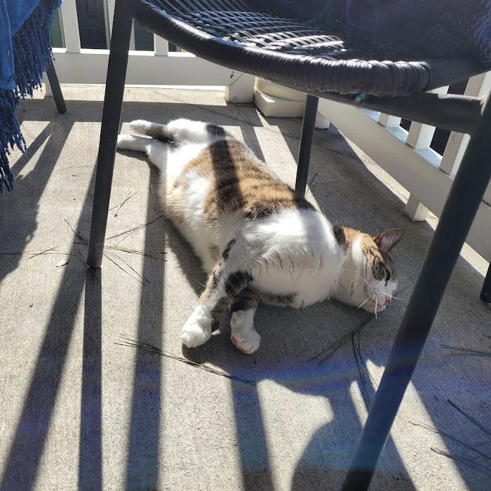 Pet Wellness Clinic, Inc. Picture 9