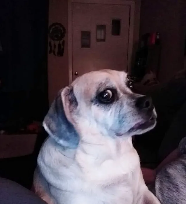 My Animal Hospital Picture 1