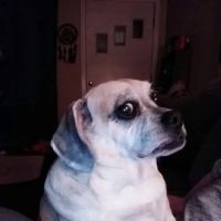 My Animal Hospital ico