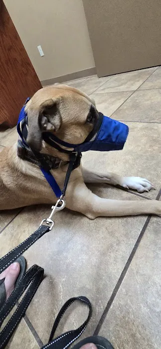 My Animal Hospital Picture 2