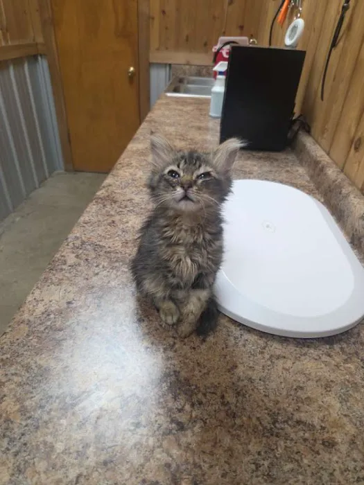 My Animal Hospital Picture 3