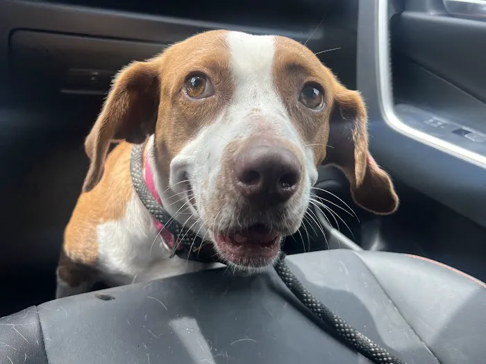 My Animal Hospital Picture 5