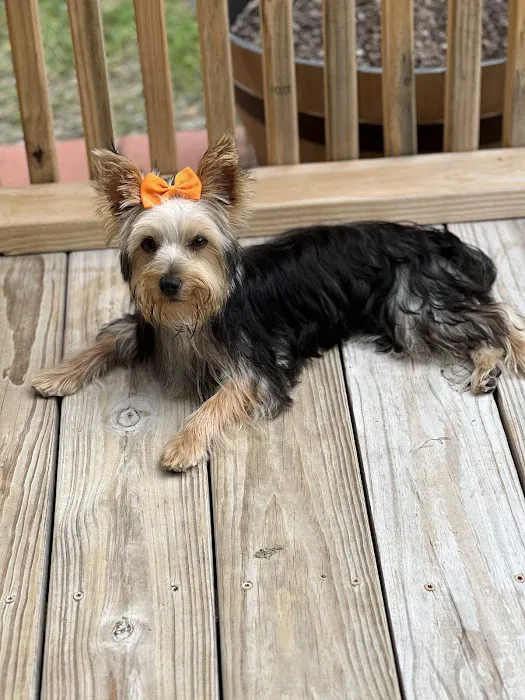 My Animal Hospital Picture 4