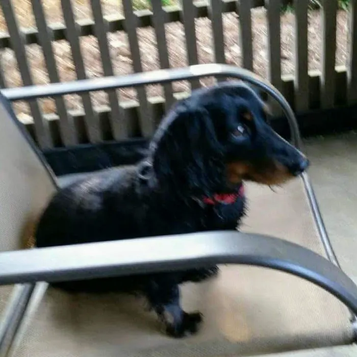 My Animal Hospital Picture 7