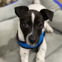 Alamo Veterinarary Clinic ico