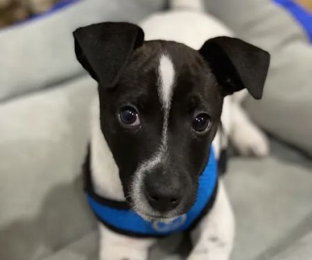 Alamo Veterinarary Clinic