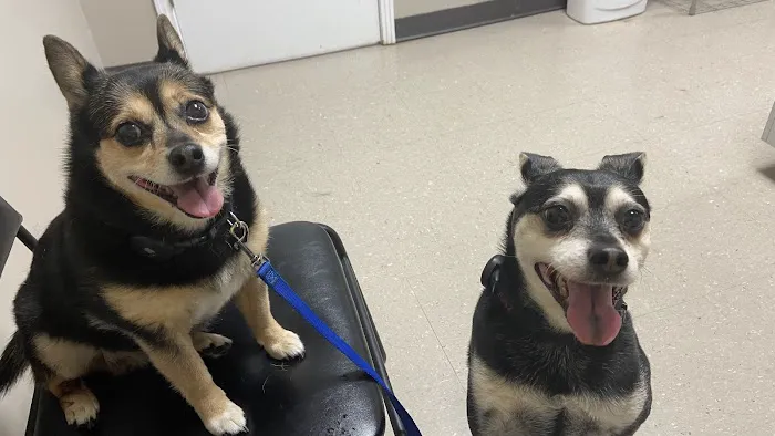 Alamo Animal Clinic Picture 1