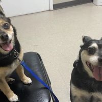 Alamo Animal Clinic ico