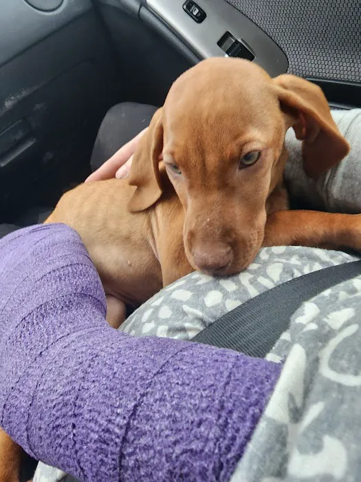 Alamo Animal Clinic Picture 2