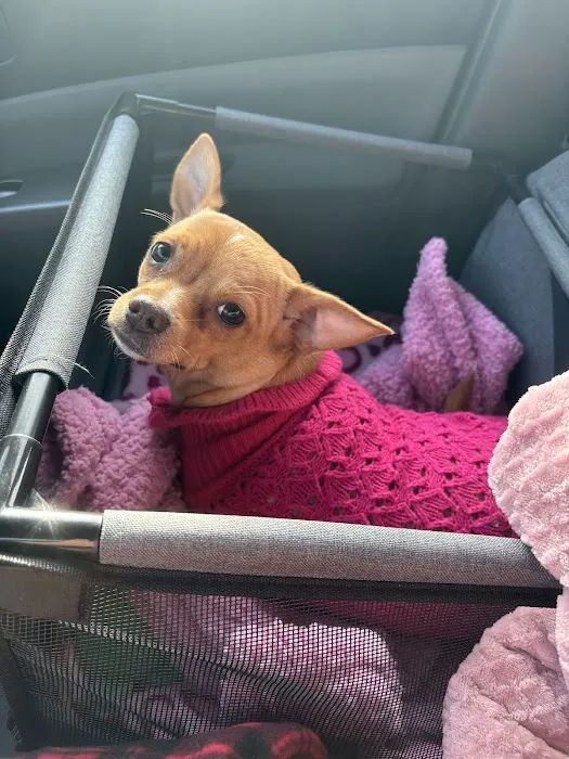 Alamo Animal Clinic Picture 5