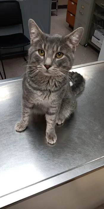 Alamo Animal Clinic Picture 4