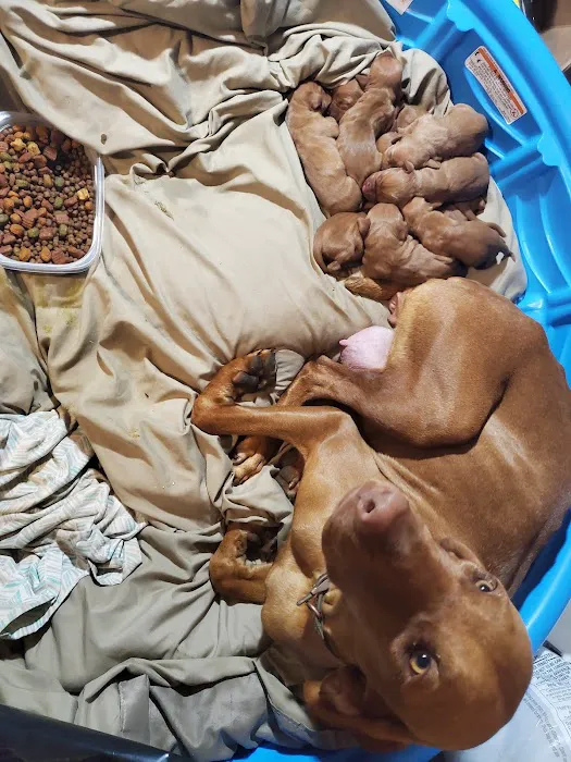 Alamo Animal Clinic Picture 3