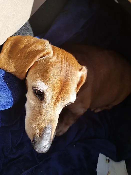 Alamo Animal Clinic Picture 10