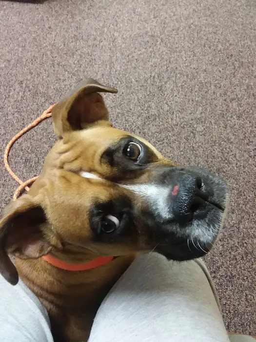 Alamo Animal Clinic Picture 8