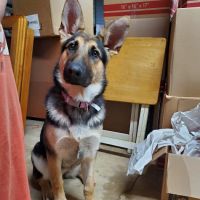 Bells Animal Clinic ico